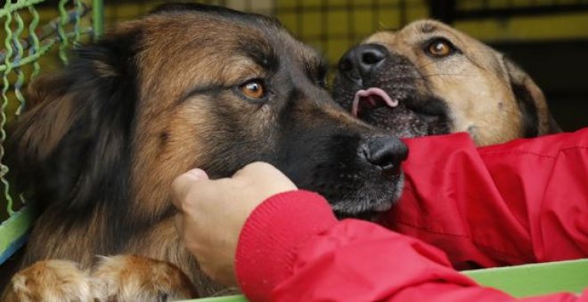 Dan la voz de alarma por la situación de las mascotas sin dueño tras las evacuaciones del volcán de La Palma