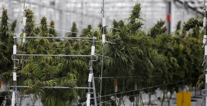 La regulación del cannabis en España, en una encrucijada decisiva