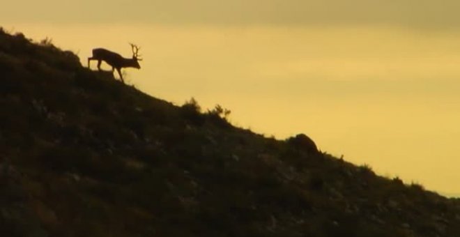 Llega con el otoño el tiempo de la berrea