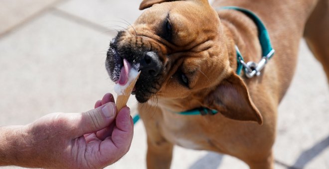 El Congreso aprueba que los animales dejen de ser considerados cosas