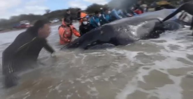 Impresionante rescate de una ballena varada en Argentina