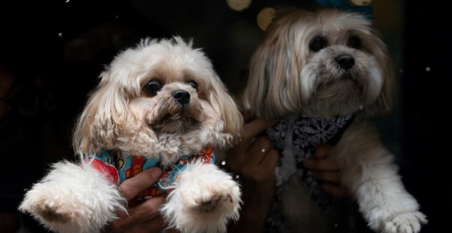 Las mascotas serán consideradas por el juez como un hijo más en caso de divorcio