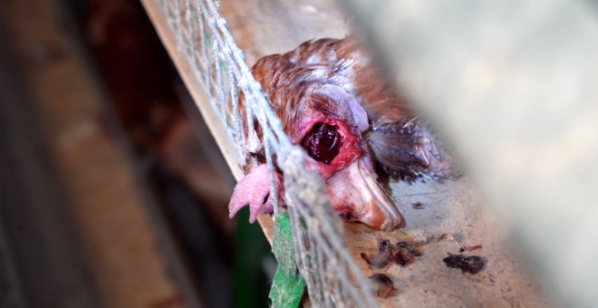 Hacinadas con cadáveres, ratas y ácaros en los huevos: al descubierto el maltrato de una granja de gallinas en Guadalajara