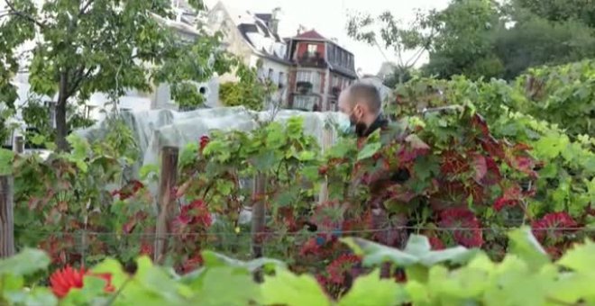 Comienza la temporada anual de recolección de uvas en Montmartre, una tradición parisina desde hace más de casi 90 años