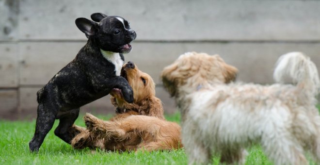 Los perros no podrán estar solos más de 24 horas según la nueva ley