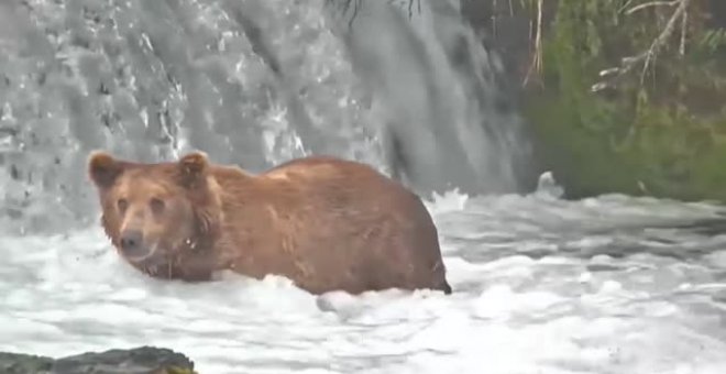 Otis, el oso más "hermoso" de Alaska