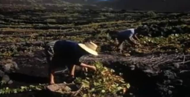 El vino que surge del volcán