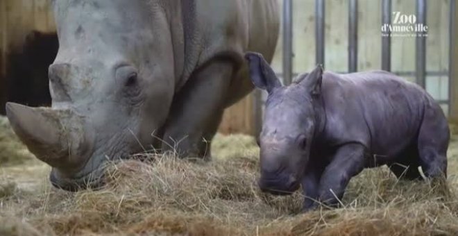 Una incansable cría de rinoceronte llamada Mosl revoluciona el zoo francés de Amneville