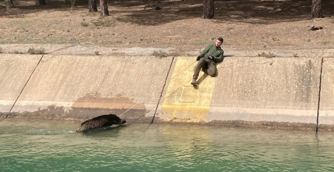 La muerte de animales en el canal del trasvase Tajo-Segura llega a la Fiscalía de Medio Ambiente