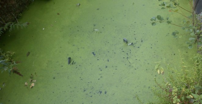 La contaminación de aguas por nutrientes agrícolas, un problema sistémico en España