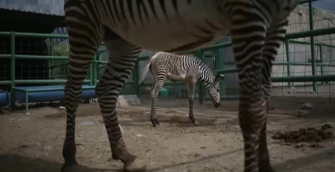 Nace una nueva cebra de Grevy en el único zoo de México con esta especie