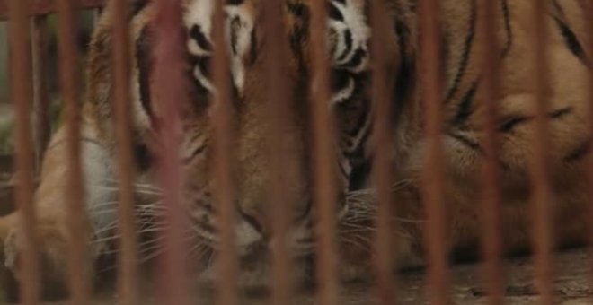 Liberado un tigre que era maltratado en un club privado de Ucrania