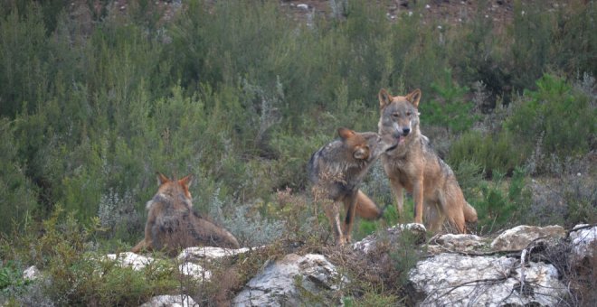 La Audiencia Nacional admite a trámite el recurso de CyL en contra de proteger al lobo