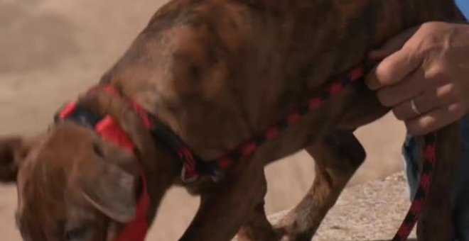 El perro que llegó a Cádiz en patera