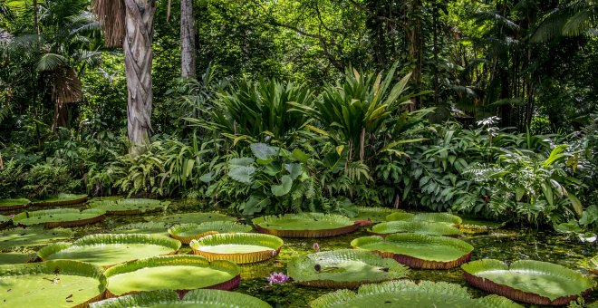 Ecologismo de emergencia - La COP-26 y la lección de un dinosaurio