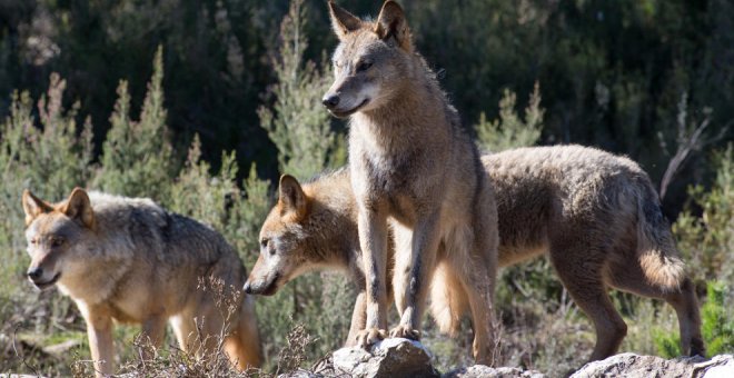 Asturias trabaja en una alternativa al lobo, capturarlos en vez de abatirlos