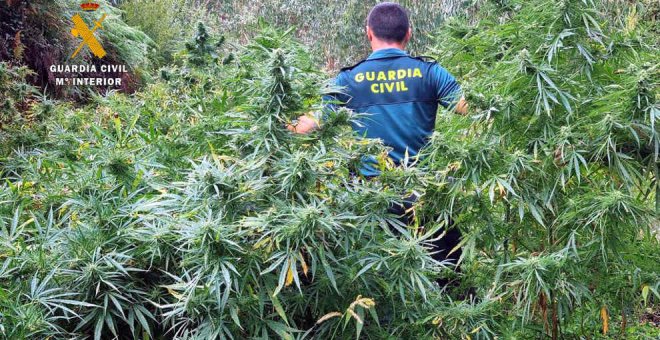 Cinco detenidos por cultivo de marihuana en un monte de Guriezo