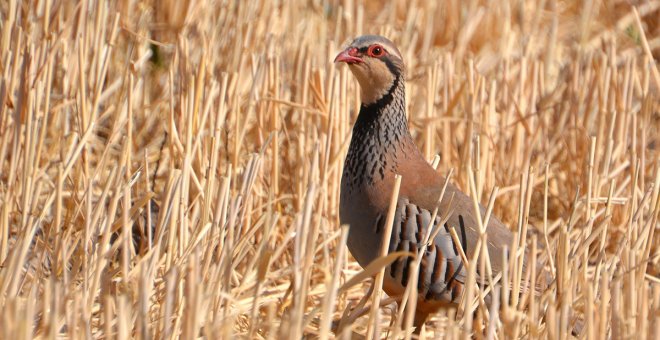 El uso de plaguicidas en las semillas pone en riesgo la conservación de la perdiz en España