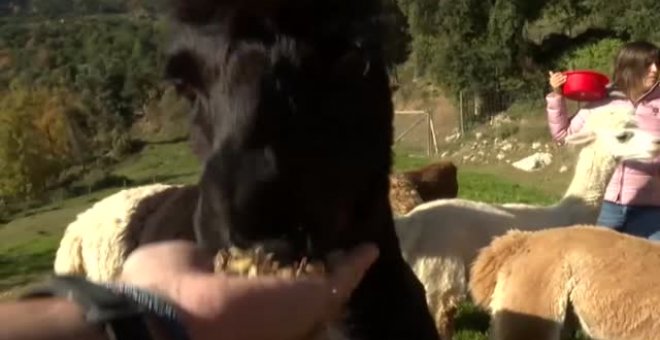 Una ganadera enamorada de las alpacas monta una granja en las montañas de Cercs