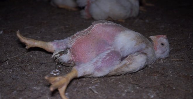 Aves devoradas por larvas y cadáveres descompuestos: las duras imágenes de la mayor granja de pollos en Francia