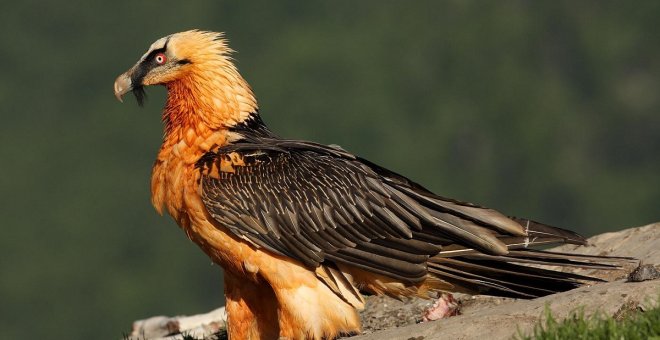 El quebrantahuesos se recupera y marca el camino para la protección de las especies amenazadas en España