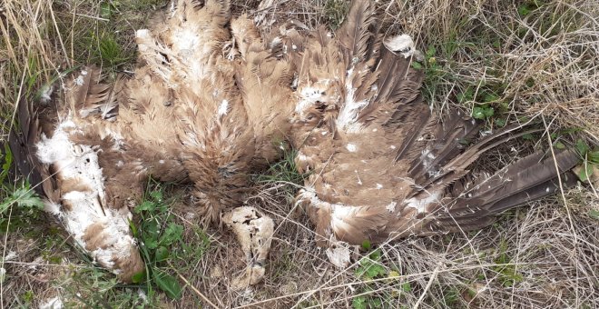 Al menos 22 buitres leonados mueren electrocutados por las torres de alta tensión del vertedero de Huesca