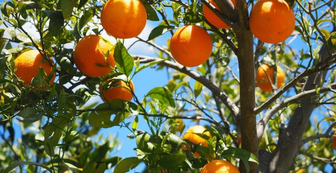 La crisis de la naranja valenciana se viraliza en las redes