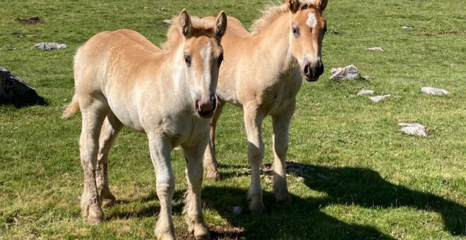 Jóvenes que optan por el campo para criar caballos