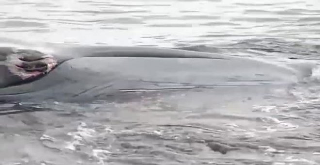 Rescate de una ballena varada en las costas chilenas de Hualpén