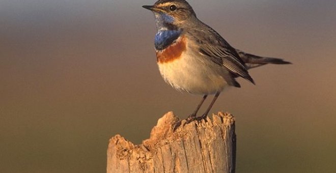 Aire Libre Diciembre: de la pócima de Panoramix al ruiseñor pechiazul