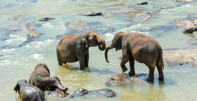 Sri Lanka, todo lo que debes saber sobre este particular destino