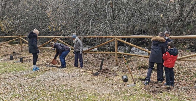 Reforestación de hayas en la Sierra del Rincón