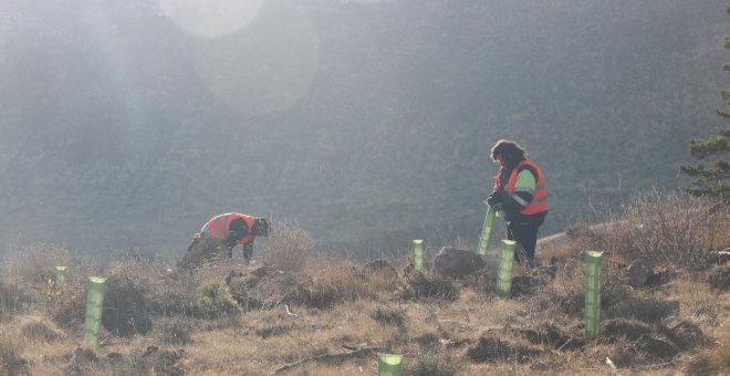 El Corte Inglés colabora en un proyecto de repoblación de una zona forestal incendiada para compensar su huella de carbono