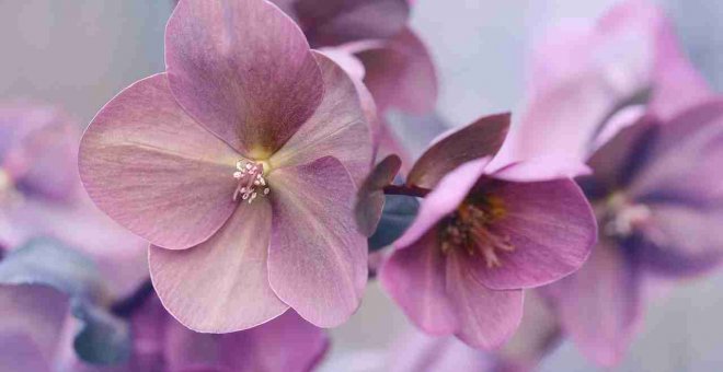 Las plantas más bonitas para decorar tu casa en Navidad