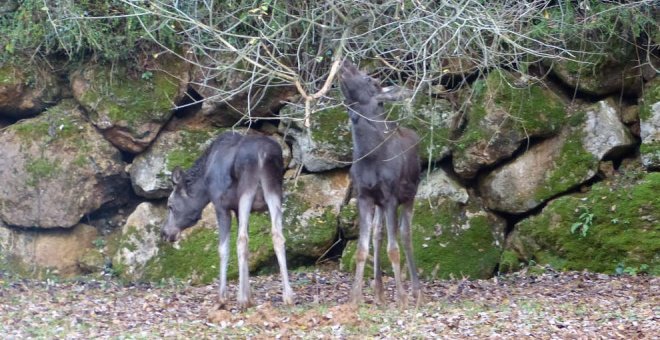 Cabárceno incorpora dos alces y un juego infantil en Navidad