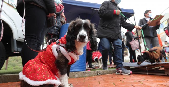 Asociaciones animalistas exigen a Milanuncios que pare la venta de animales en su portal