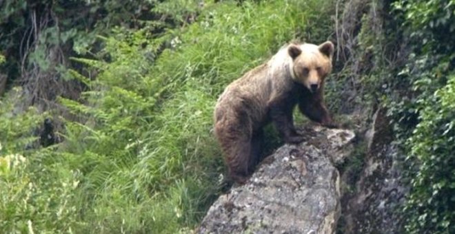 Herido un ejemplar de oso pardo en una cacería de jabalí en la Reserva de Caza Saja