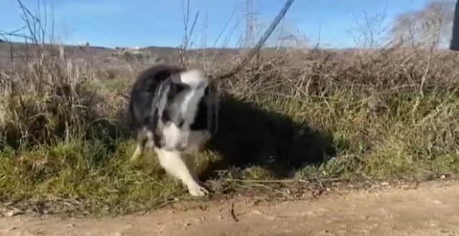 El ruido de un petardo es para un perro como una bomba