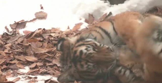 Corea del Sur celebra la llegada del 2022 junto a cinco cachorros de tigre siberiano