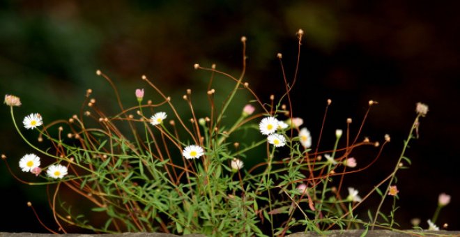 Las grietas por las que crecen las flores