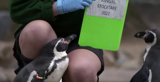 El zoo de Londres estrena el 2022 con su recuento anual de animales