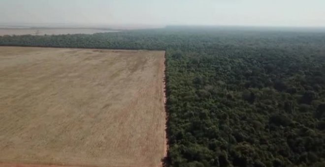 Bolsonaro deja de monitorear la deforestación de la sabana más rica en especies del mundo