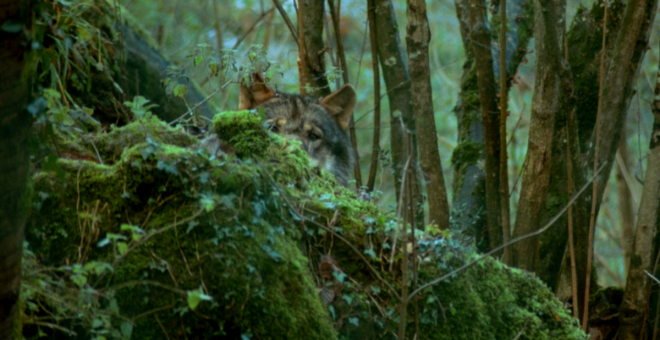 La protección del lobo enfrenta a ecologistas, ganaderos y comunidades autónomas