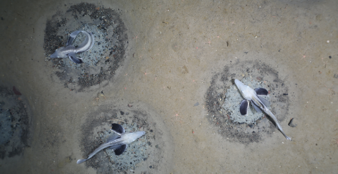 Los nidos de los peces de hielo ocupan una zona del fondo del mar antártico tan extensa como la isla de Hierro