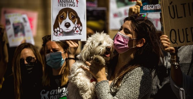 Vivotecnia sacrificará a 38 cachorros de Beagle tras experimentar con ellos