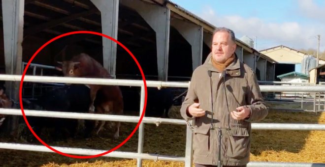 Pasión en los establos: la escena de fondo que le roba el protagonismo a Iturgaiz en un vídeo del PP de Euskadi