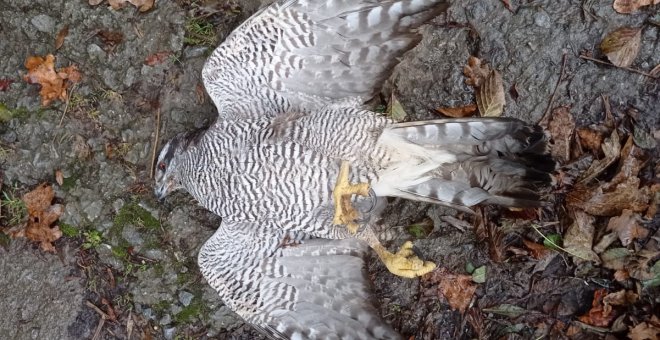 Falta de respuesta en Euskadi ante la ola de rapaces protegidas abatidas a tiros