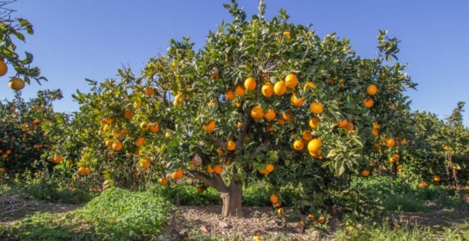 La crisi de la taronja valenciana es viralitza a les xarxes