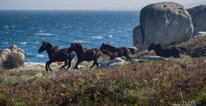 Los últimos caballos salvajes atlánticos, contra la invasión eólica