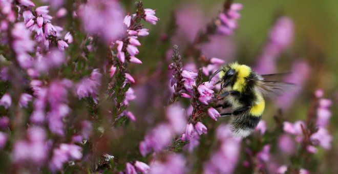 L'extinció d'insectes posa en risc la sostenibilitat agrària del planeta